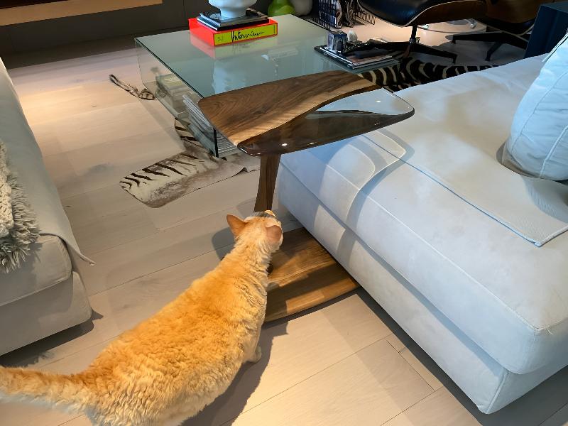 a yellow cat touching to a perfect designed c shaped end table.